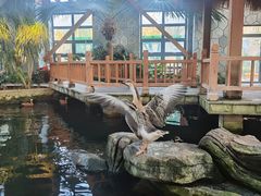 -南宫五洲植物乐园