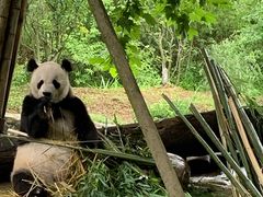 -都江堰中华大熊猫苑
