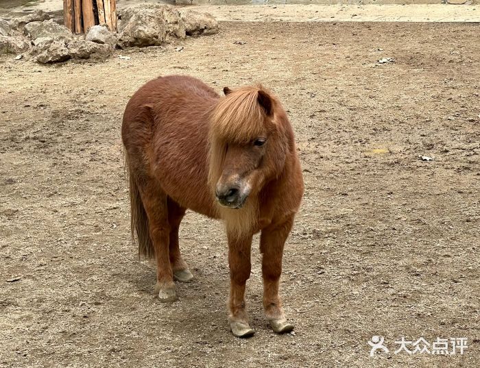 成都动物园图片