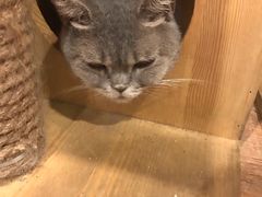 -more than meow吴止猫主题餐厅(承德 中船汇店)