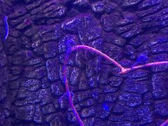 -芜湖新华联大白鲸海洋公园