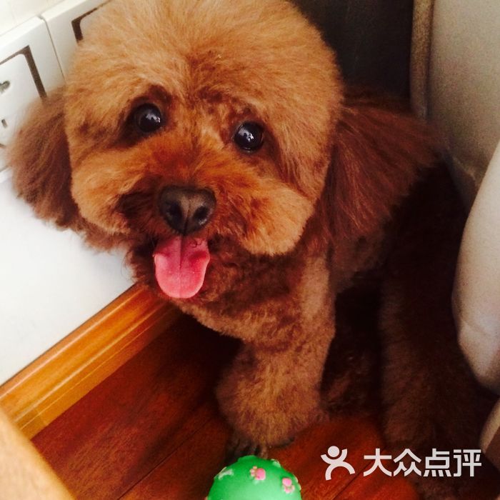 思蒙宠物美容学校