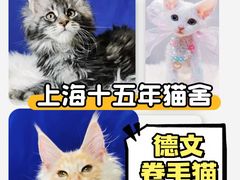 -70cat德文卷毛猫·缅因猫纯种猫舍