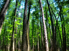 -上海共青森林公园