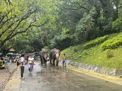 -深圳野生动物园
