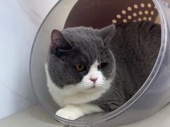 -瑞派康怡24h宠物医院·犬猫医疗中心·微创绝育(瑞景分院)
