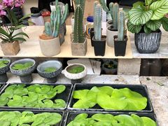 -秦美花卉(天朗·莱茵小城2期店)