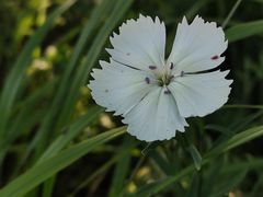 -狮脑山森林公园