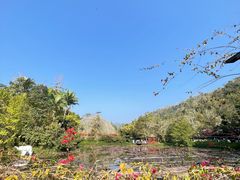 -野象谷景区