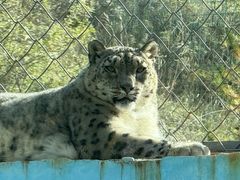 -青藏高原野生动物园