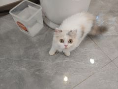 -帕帕拉兹宠物(亚洲旗舰店)