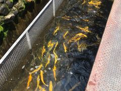 -京北渔家傲