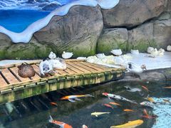 -海合安青岛极地海洋公园