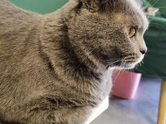 -团子家猫咪猫咖馆·柯基·柯尔鸭
