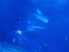 -烟台海昌鲸鲨海洋公园