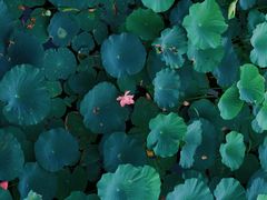 -长春市南湖公园