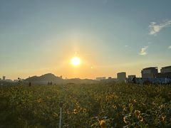 -光明小镇欢乐田园