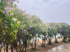 -丁香湖公园