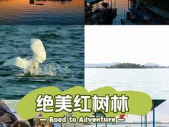 -大亚湾红树林城市湿地公园