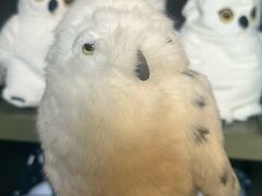 -日本环球影城