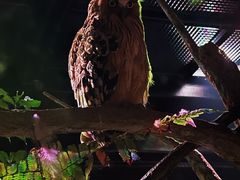 -夜间野生动物园