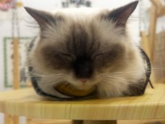 -楼上猫咖(罗湖店)
