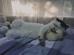 -Sweet cat·星愿猫咖(国贸大厦店)
