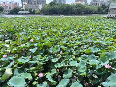 -荔湾湖公园