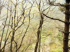 -庐山风景区花径公园