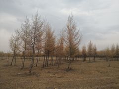 -塞罕坝国家级自然保护区