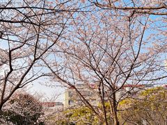 -高东镇樱花园