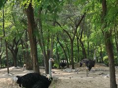 -北京野生动物园