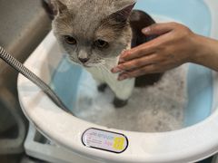 -PETKIT小佩宠物·低压洗护(国顺东路店)