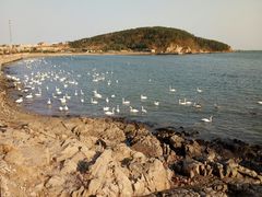-烟墩角天鹅湖