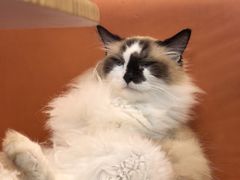 -豆逗聊愈猫阁Easy Life
