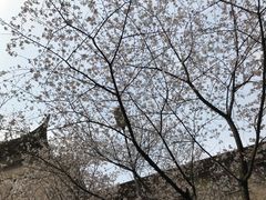 -武汉大学-樱园