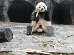-都江堰中华大熊猫苑