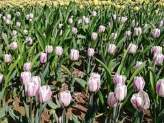 -泰山花样年华景区