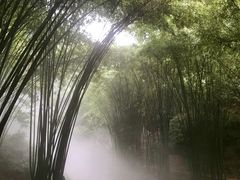 -川西竹海景区