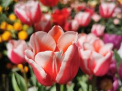 -溪岸路花鸟市场