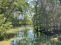 -桤木河湿地公园