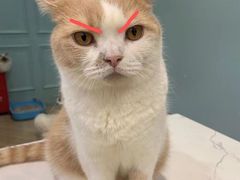 -安格丽娜·狗咖·猫咖羊驼咖(春熙路百盛商场店)