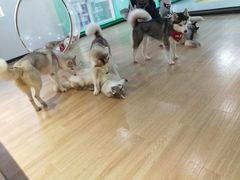 -Husky Go! 哈士奇体验馆·宠物咖啡厅狗咖