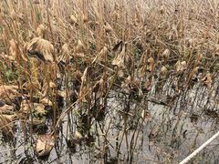 -洪湖生态旅游区