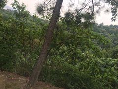 -雨花胜境