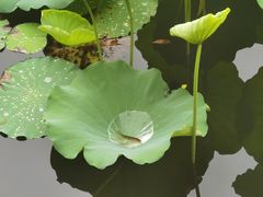 -荔湾湖公园