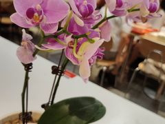 -红荔村肠粉(岗厦店)