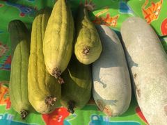 -胜丰草莓采摘园