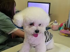 -宠爱国际动物医院· 猫科· 外科·中兽医(长白店)