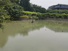 -嘉定紫藤园